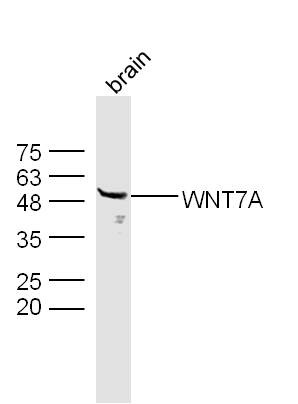 Anti-Wnt7a Polyclonal Antibody