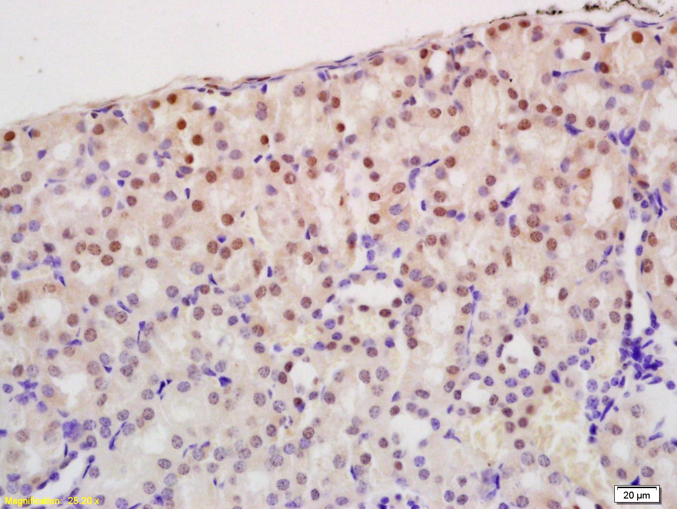 Anti-ZNF307/ZKSCAN3 Polyclonal Antibody