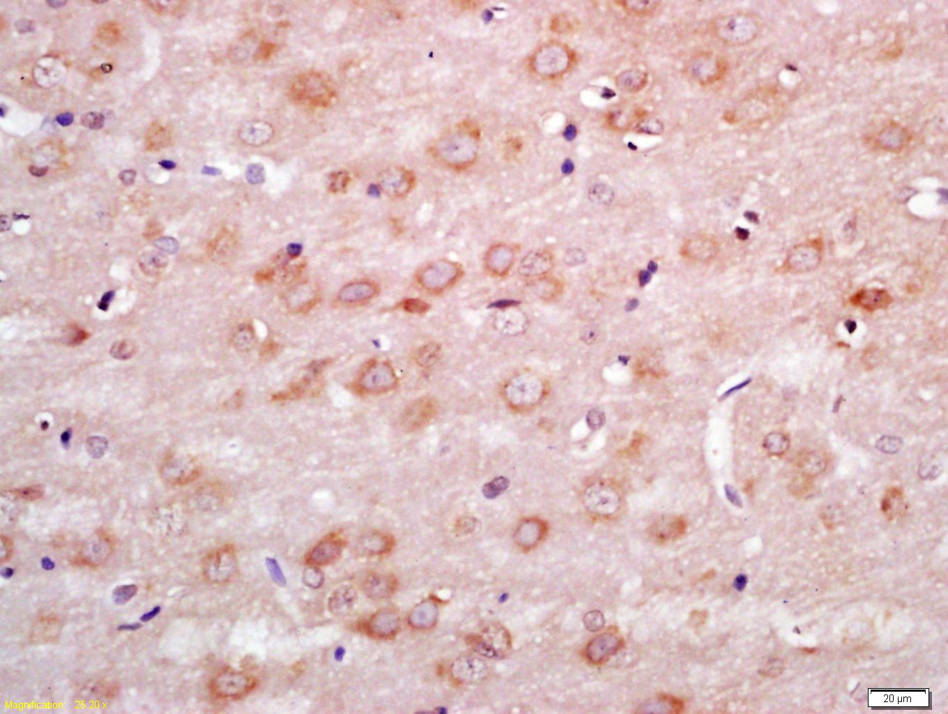 Anti-Wnt7b Polyclonal Antibody