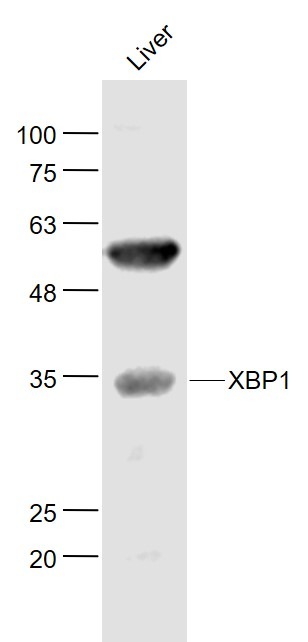 Anti-XBP1 Polyclonal Antibody 2