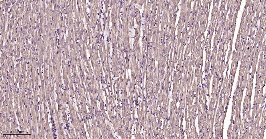 VDAC1 Mitochondrial Loading Control Antibody (5D173)