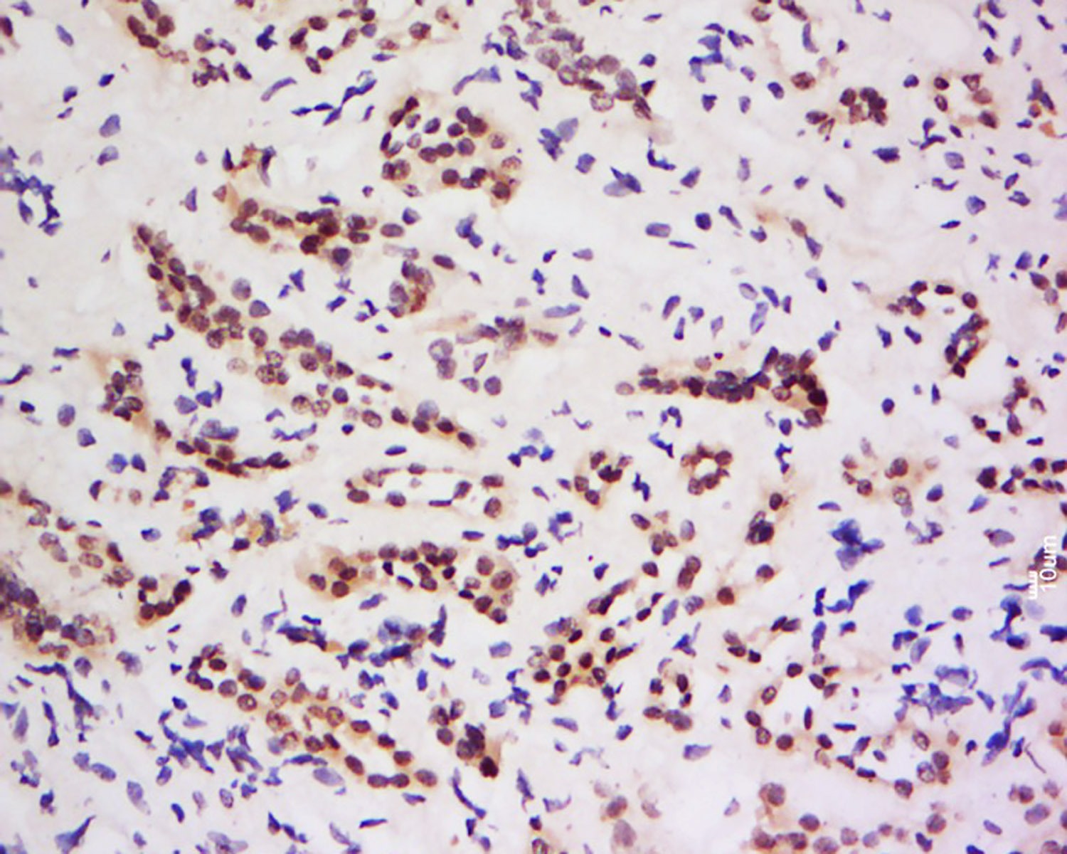 Anti-ZNF307/ZKSCAN3 Polyclonal Antibody