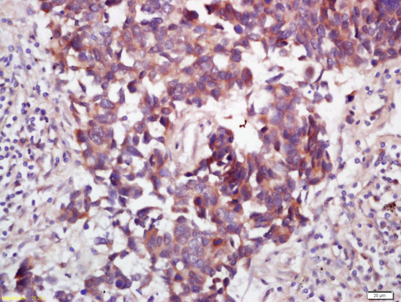 Anti-Wnt7b Polyclonal Antibody