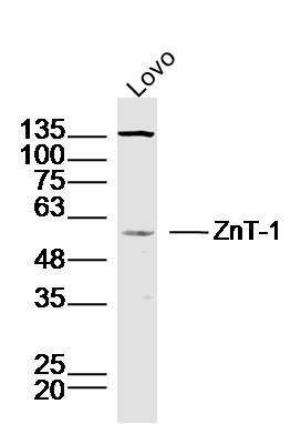 Anti-ZnT-1 Polyclonal Antibody