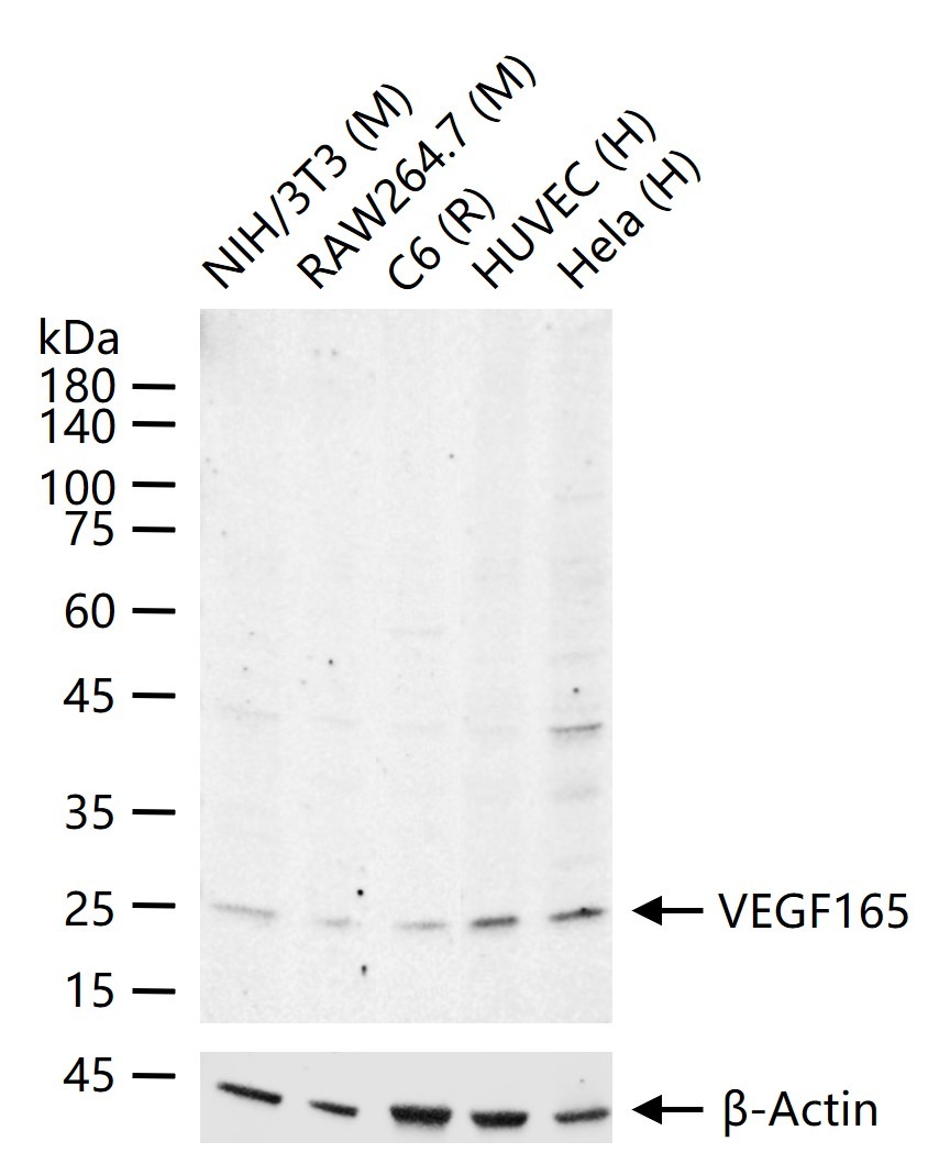 Anti-VEGF165 Polyclonal Antibody