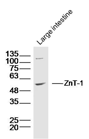 Anti-ZnT-1 Polyclonal Antibody