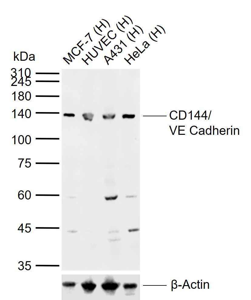 Anti-VE-Cadherin Polyclonal Antibody 2