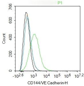 Anti-VE-Cadherin Polyclonal Antibody 2