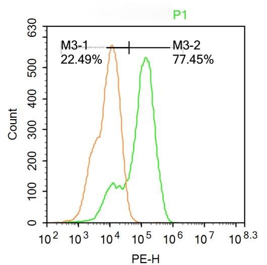 Anti-XBP1 Polyclonal Antibody