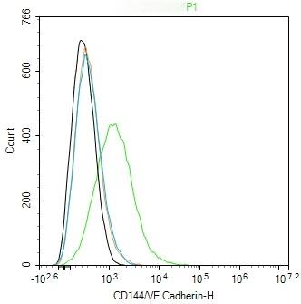 Anti-VE-Cadherin Polyclonal Antibody
