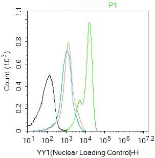 YY1 Nuclear Loading Control Antibody (3P967)