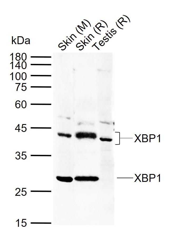 Anti-XBP1 Polyclonal Antibody