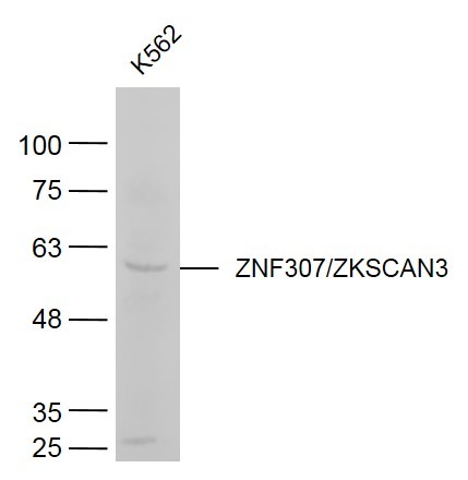 Anti-ZNF307/ZKSCAN3 Polyclonal Antibody