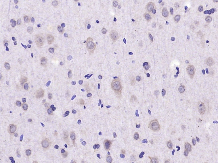 Anti-EIF2S1 Polyclonal Antibody