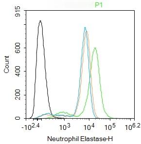Anti-ELANE Polyclonal Antibody 2