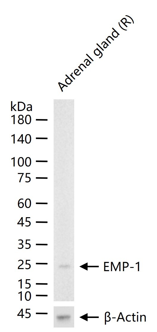 Anti-EMP-1 Polyclonal Antibody