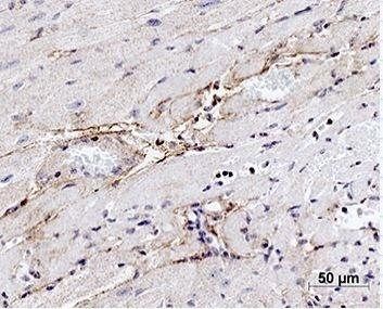 Anti-Elastin Polyclonal Antibody 2
