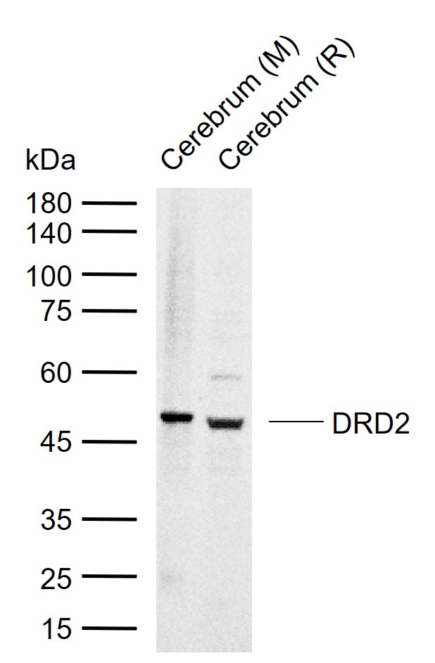 Anti-DRD2 Polyclonal Antibody