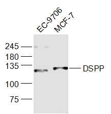 Anti-DSPP Polyclonal Antibody