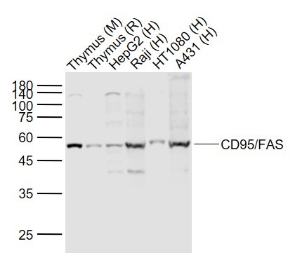 Anti-Fas/CD95 Polyclonal Antibody