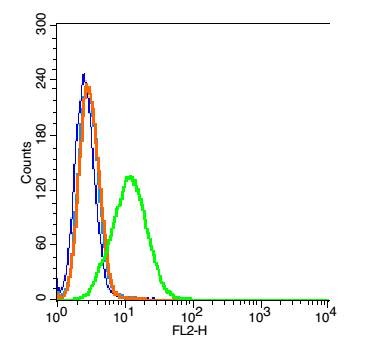 Anti-ELANE Polyclonal Antibody 2