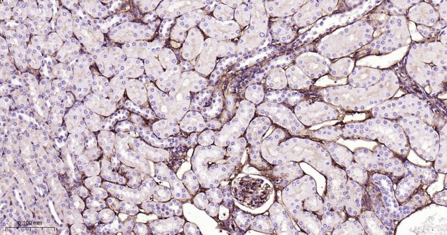 Anti-Endoglin/CD105 Polyclonal Antibody