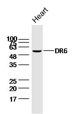 Anti-DR6 Polyclonal Antibody