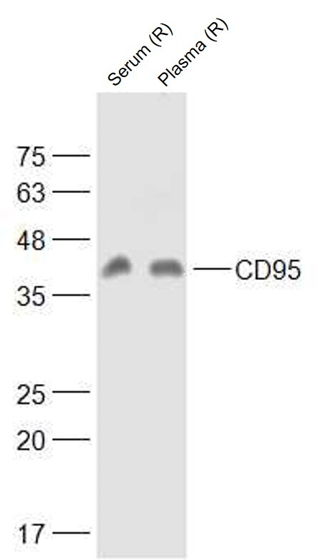 Anti-Fas/CD95 Polyclonal Antibody 2