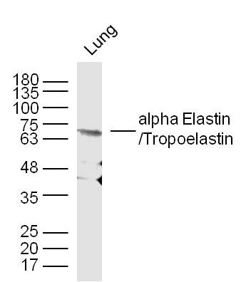 Anti-Elastin Polyclonal Antibody 2