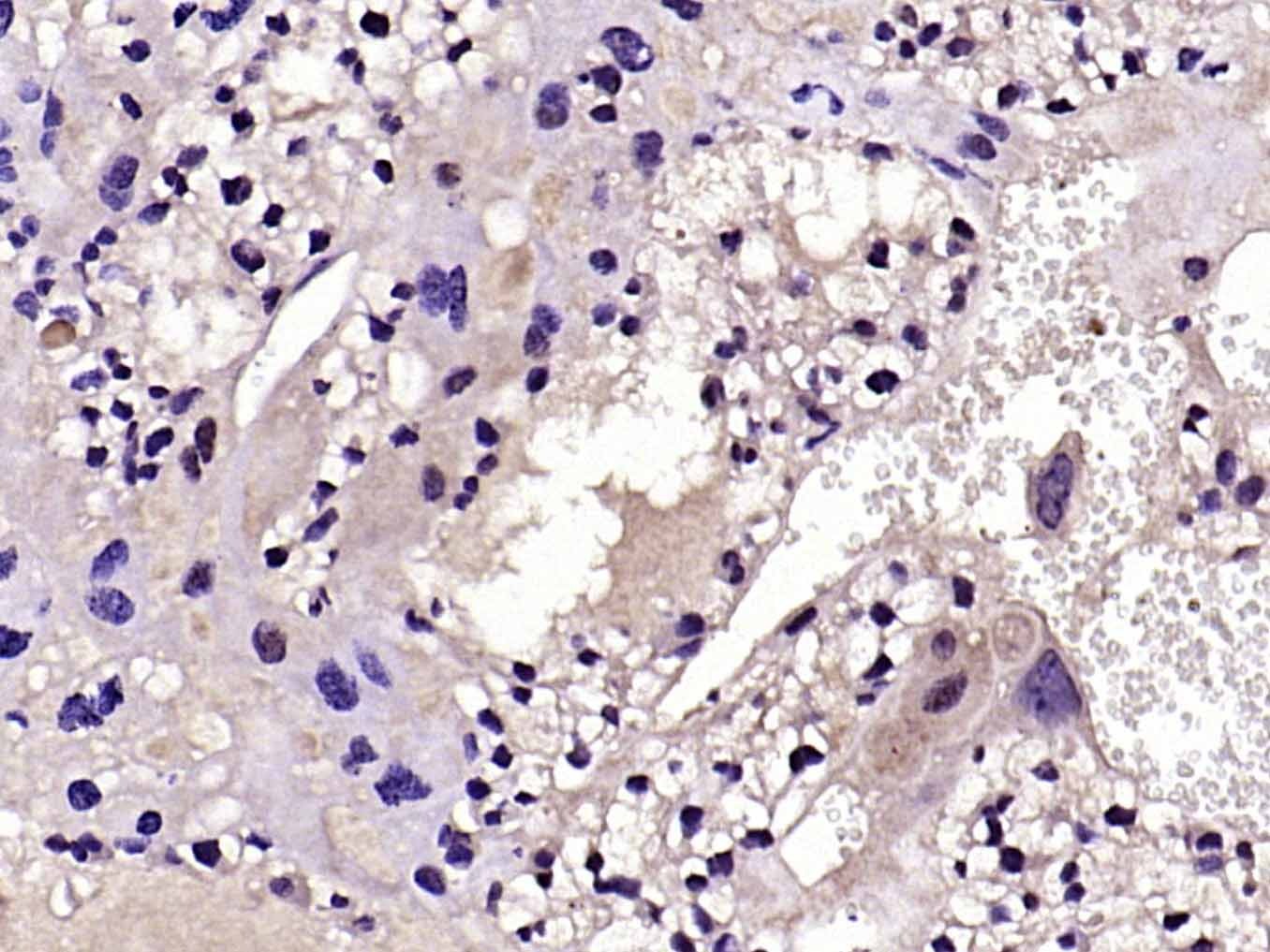 Anti-Fas Ligand Polyclonal Antibody