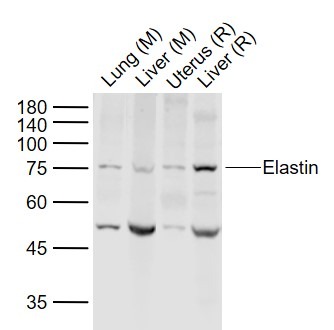Anti-Elastin Polyclonal Antibody