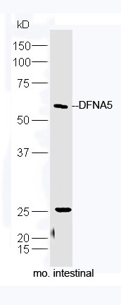 Anti-DFNA5 Polyclonal Antibody