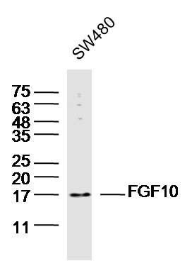 Anti-FGF-10 Polyclonal Antibody