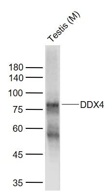 Anti-DDX4 Polyclonal Antibody