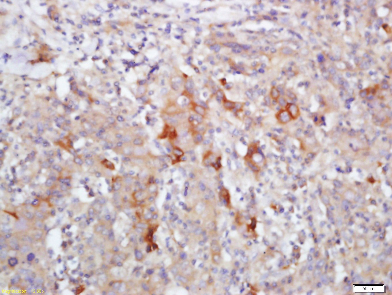 Anti-FCGBP Polyclonal Antibody