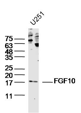 Anti-FGF-10 Polyclonal Antibody