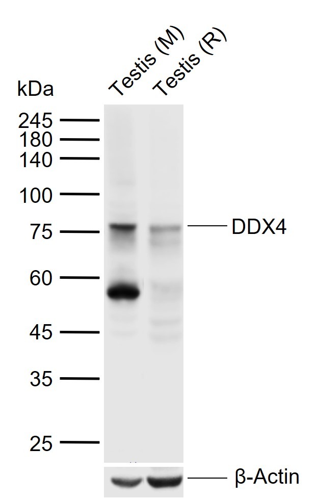 Anti-DDX4 Polyclonal Antibody
