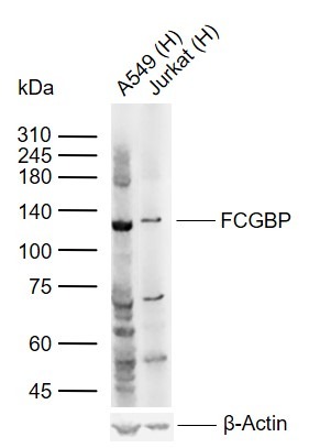 Anti-FCGBP Polyclonal Antibody