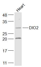 Anti-DIO2 Polyclonal Antibody