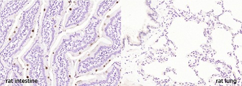 Anti-FCGBP Polyclonal Antibody