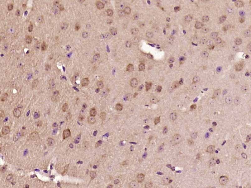 Anti-ERK1/2 Antibody (2U314)