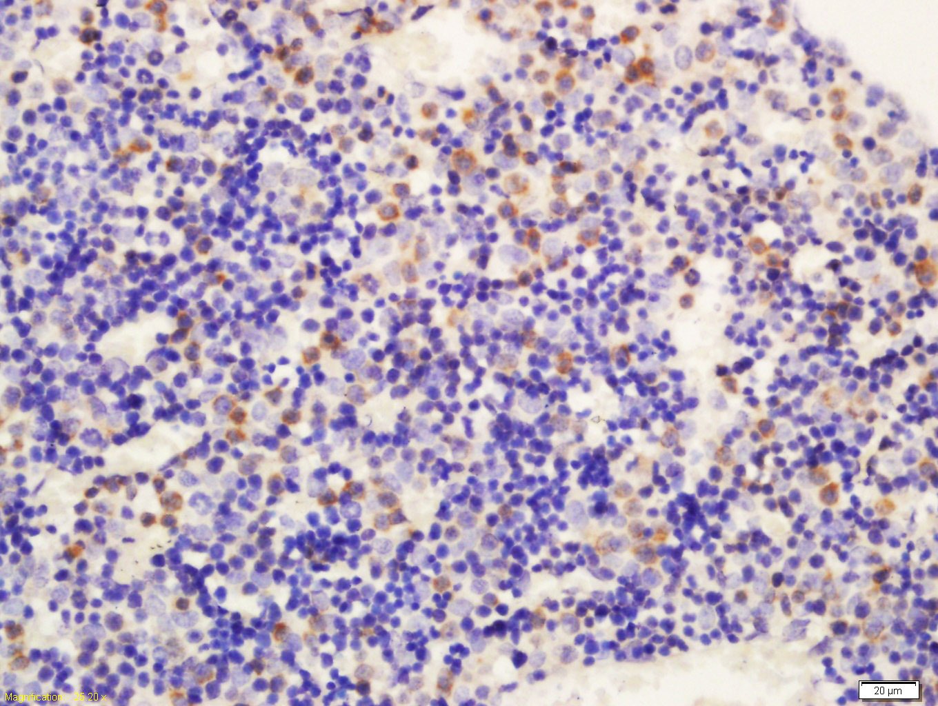 Anti-DLL4 Polyclonal Antibody