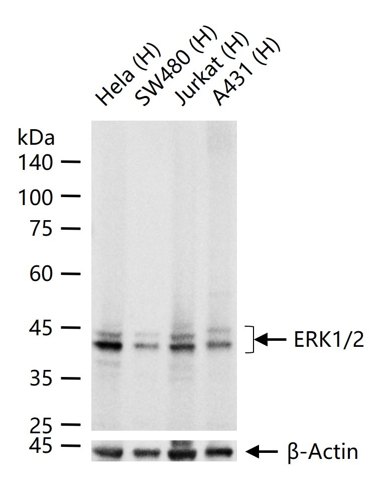 Anti-ERK1/2 Antibody (4U909)