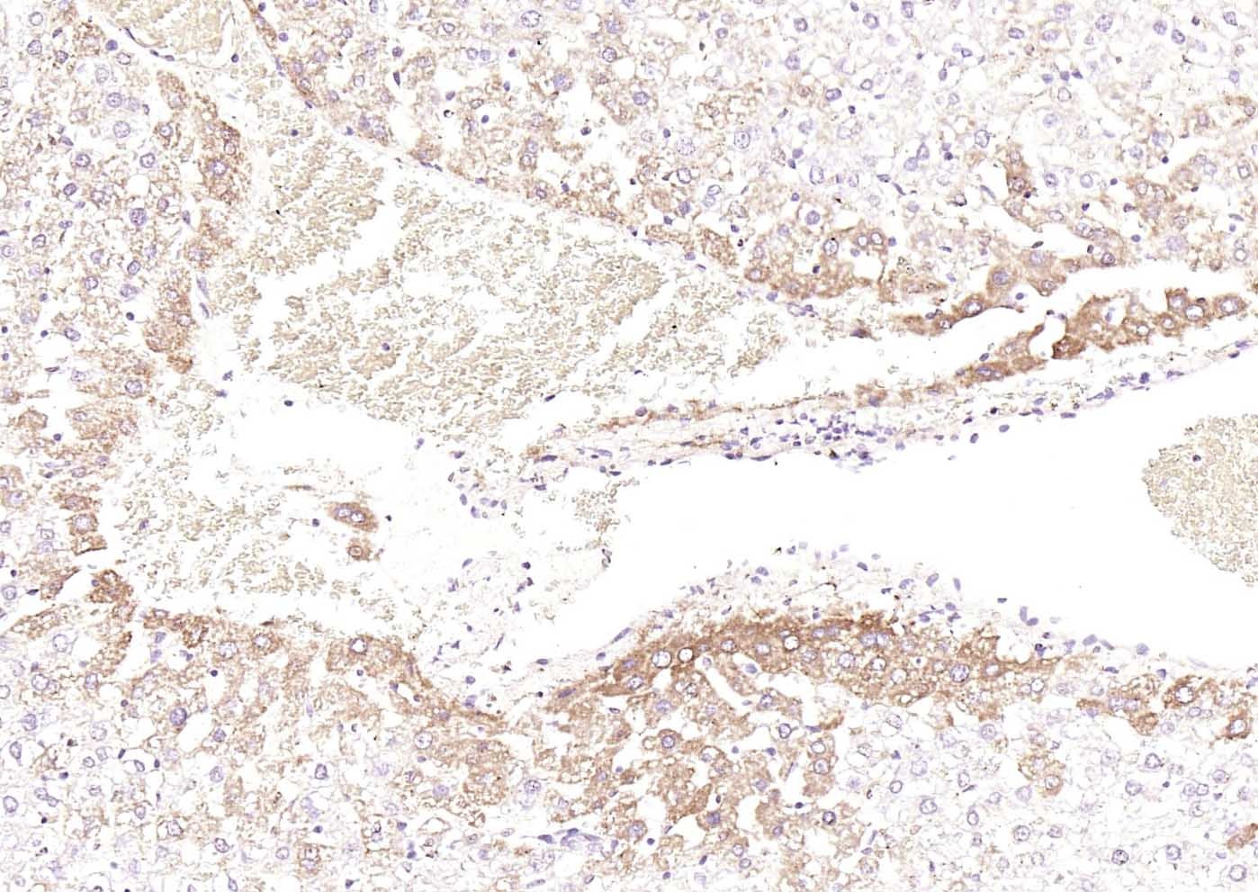 Anti-DLST Polyclonal Antibody
