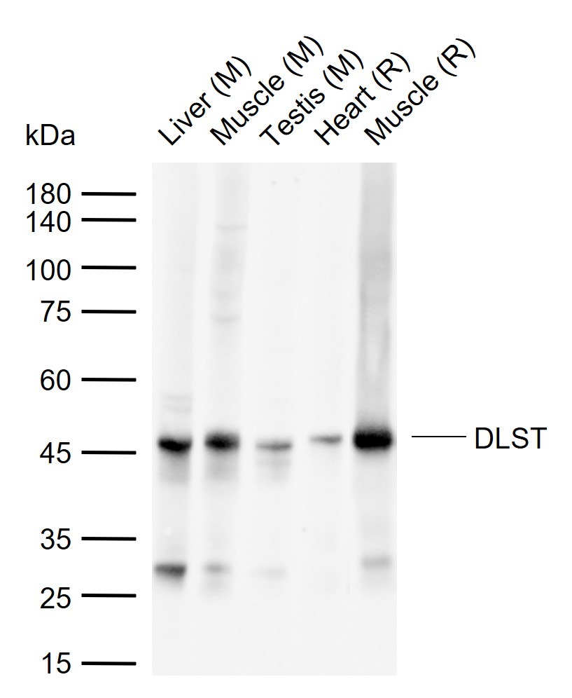 Anti-DLST Polyclonal Antibody
