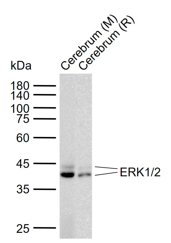 Anti-ERK1/2 Antibody (2U314)