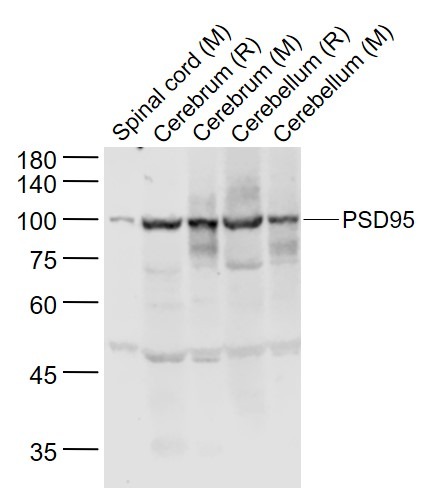 Anti-DLG4 Polyclonal Antibody