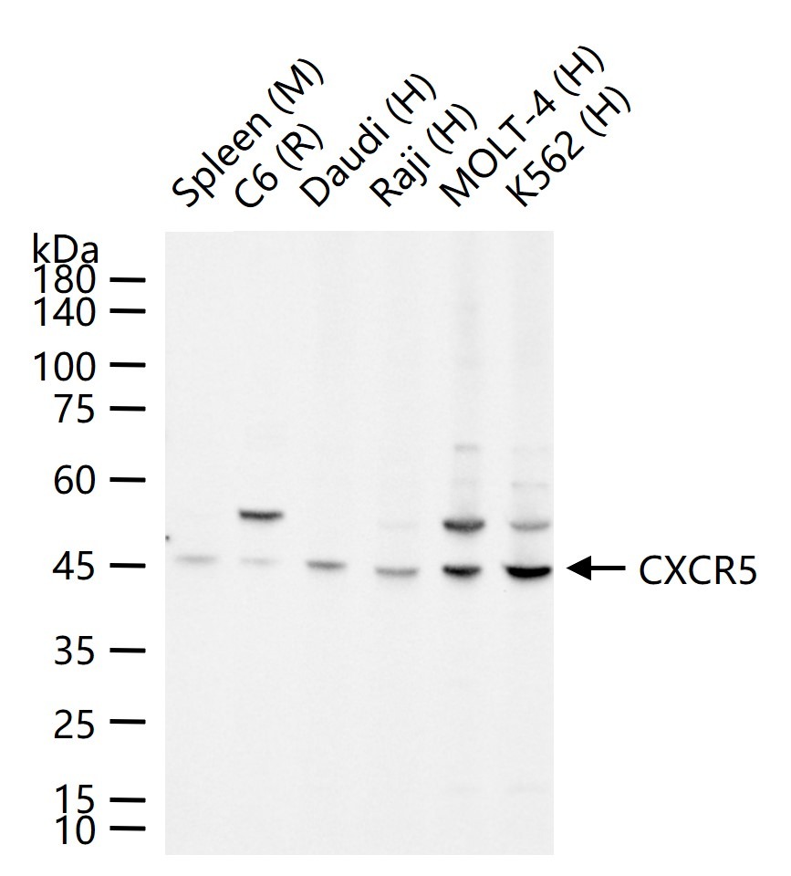 Anti-CXCR5 Antibody (3I647)