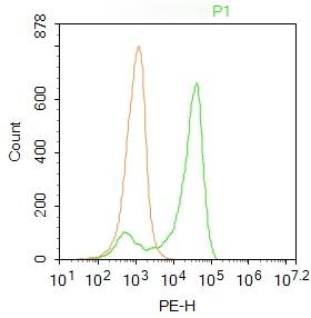 Anti-CXorf21 Polyclonal Antibody