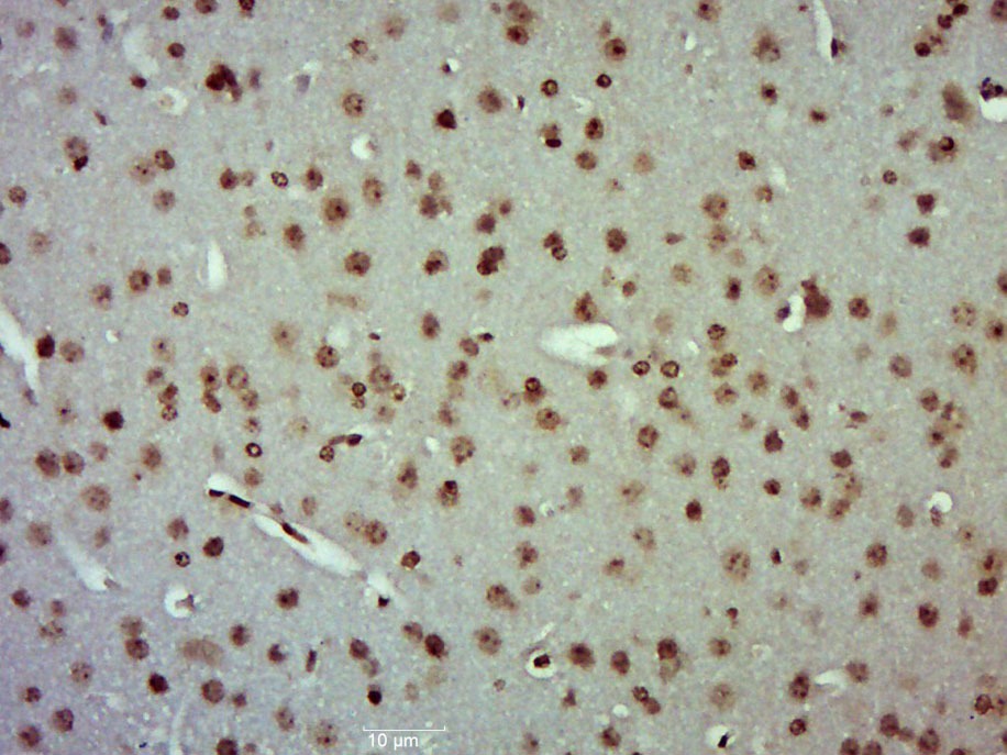 Anti-ERK1/2 Polyclonal Antibody 2
